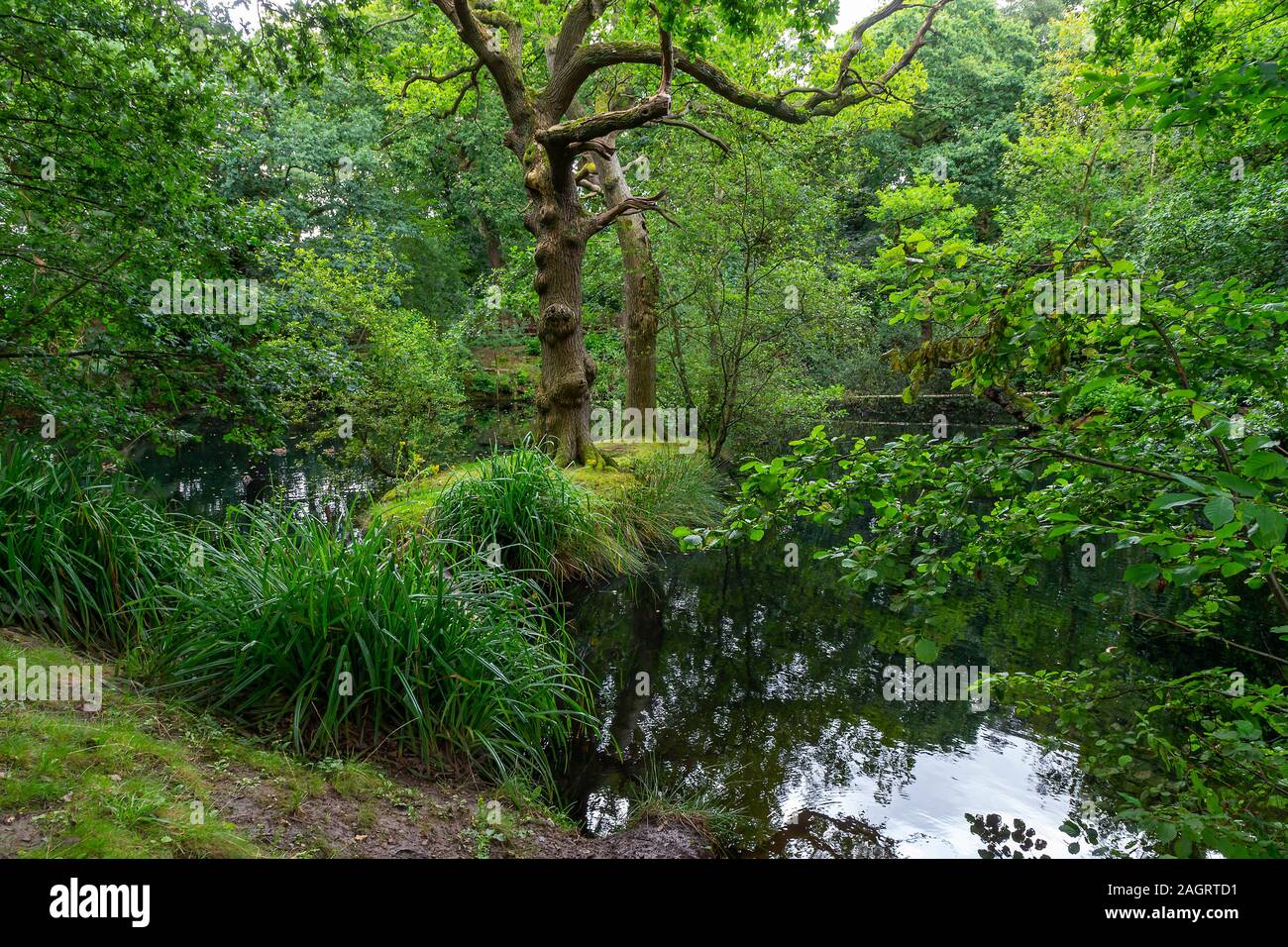 Piccolo lago con un isola tra i boschi fuori Grappenhall Heys Walled Garden vicino a Warrington, Cheshire Foto Stock