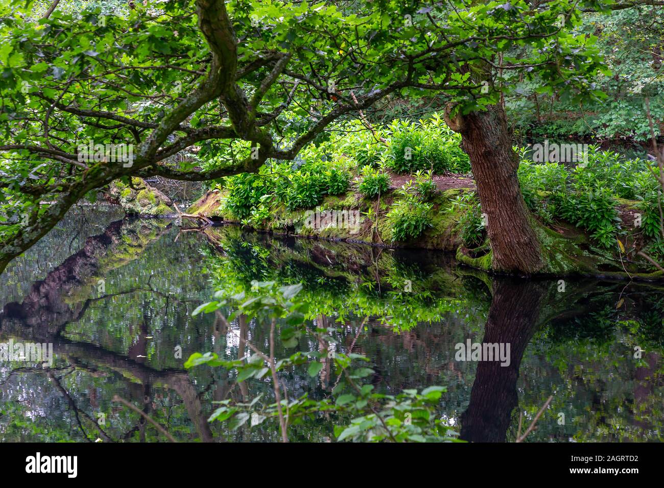 Piccolo lago con un isola tra i boschi fuori Grappenhall Heys Walled Garden vicino a Warrington, Cheshire Foto Stock