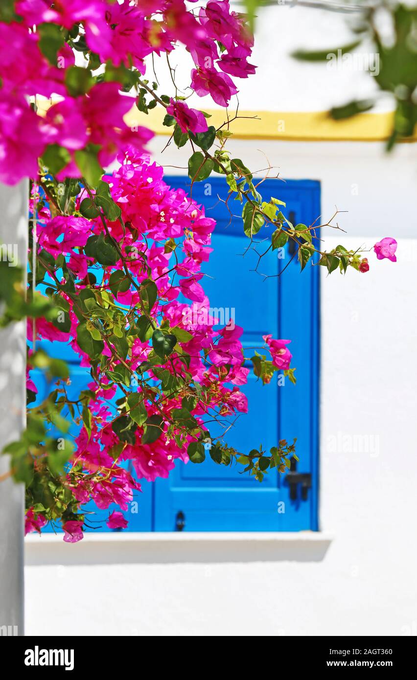 Tradizionale finestra blu dietro la bouganville a Ano Koufonisi isola Grecia Foto Stock