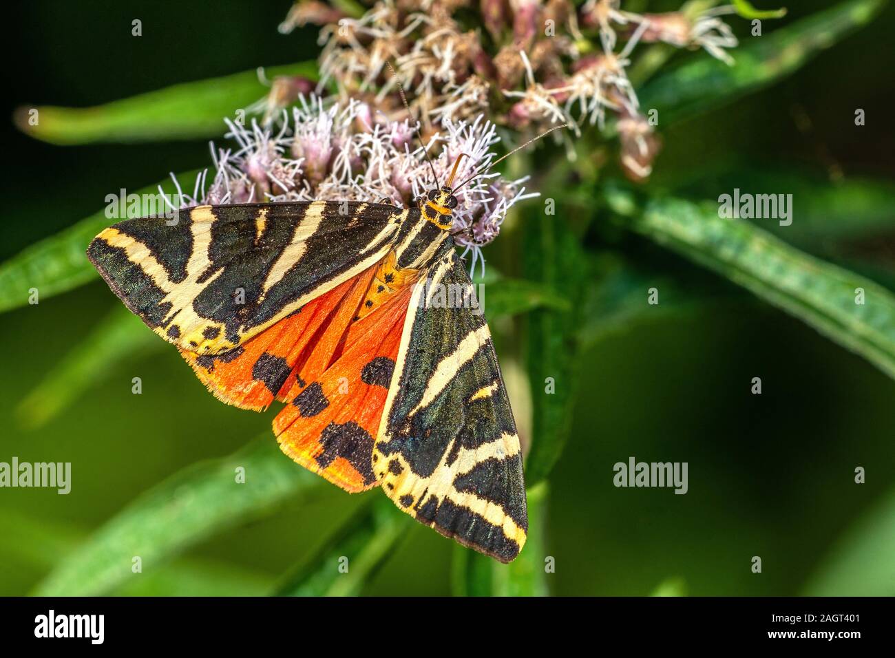 Russischer Bär (Euplagia quadripunctaria) Russo Tiger Moth • Baden-Württemberg, Deutschland, Schmetterling, Tagfalter, Foto Stock