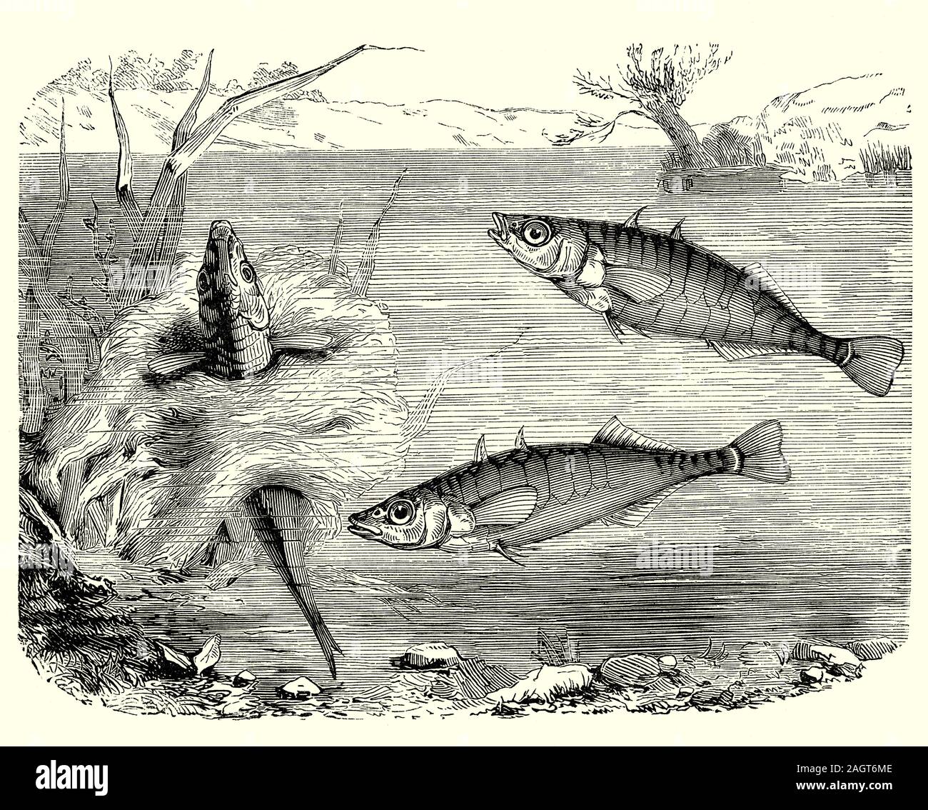 Due-spined Stickleback (Gasterosleus bispinosus) nel suo nido. Il maschio stickleback esche di potenziale si accoppia mediante la costruzione di un nido di waterweed, di detriti e di alghe che egli le manovre con la sua bocca per creare una piccola cupola o bower. Egli colle questi materiali insieme con spiggin, una secrezione da i suoi reni e quando il suo nido è pronto, egli esegue un irregolare a zig-zag dance in presenza di una donna incinta che viene persuaso a immettere il bower per depositare le sue uova che egli fertilises immediatamente. Foto Stock