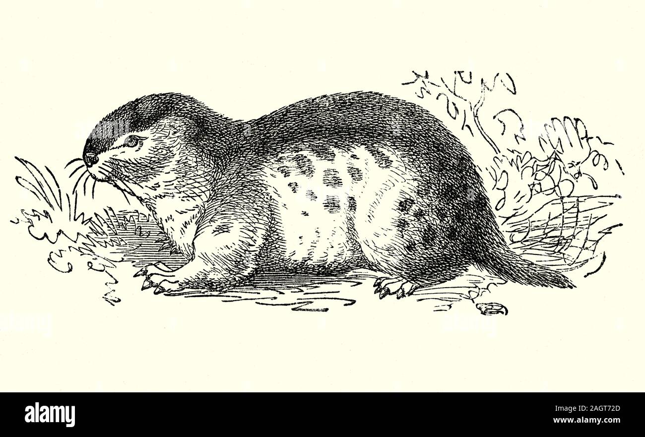 Un lemming, (Lemmus lemmus), un piccolo roditore, che di solito si trova in corrispondenza o in prossimità dell'Artico nella regione di tundra. Essi non hibernate attraverso il duro inverno, ma rimane attivo e trovare cibo da scavando attraverso la neve. Essi riproducono rapidamente in modo che la loro popolazione fluttuazioni sono caotico, ma perché lemming popolazioni fluttuano con così grande varianza circa ogni quattro anni, prima della caduta di numeri di estinzione vicina, è sconosciuto. I Lemmings sono diventati oggetto di un popolare ampiamente equivoco che essi sono azionati per commettere suicidio di massa al momento della migrazione che salta fuori da scogliere. Foto Stock