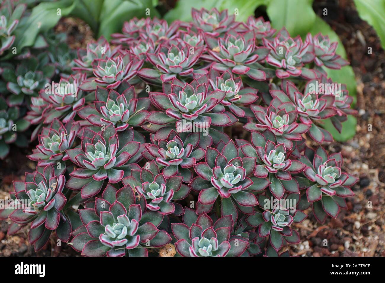 Un gruppo di velluto rosso Echeveria succulente con uno sfondo sfocato Foto Stock