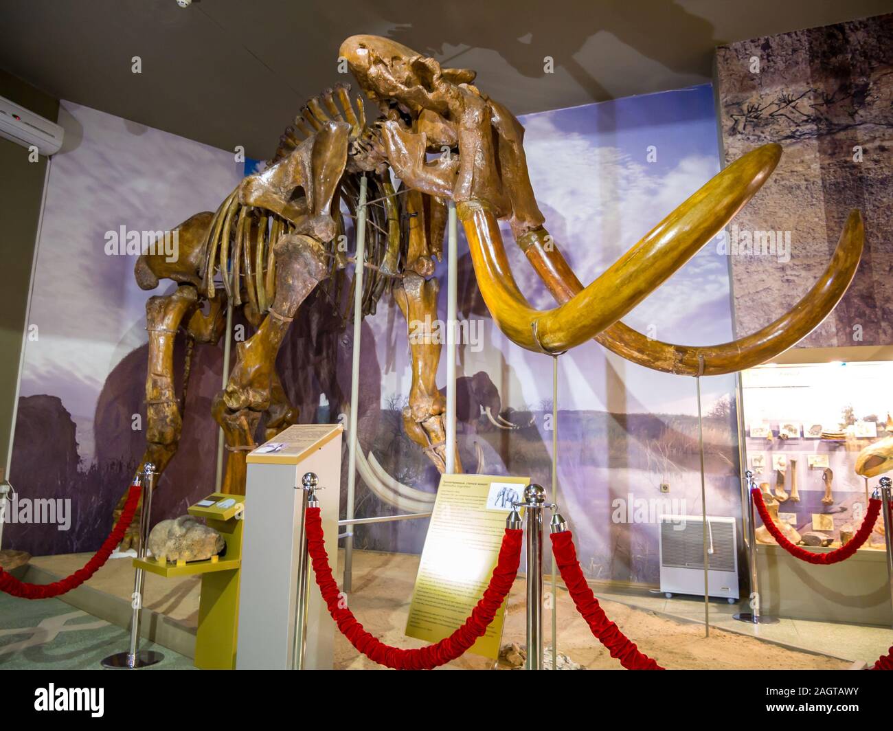 Azov, Russia - Luglio 27, 2019: la steppa mammoth scoperto nel Kagalnitsky cava di sabbia. Mostra delle Azov Museo Paleontologico. Foto Stock