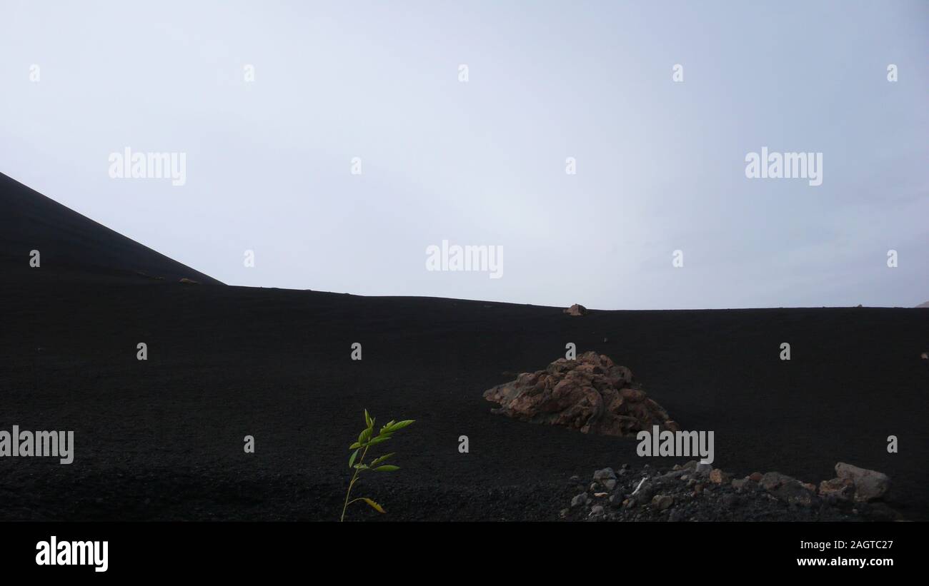 Un giovane pianta verde che cresce su una desolazione cratere vulcanico plateau dopo un'eruzione Foto Stock