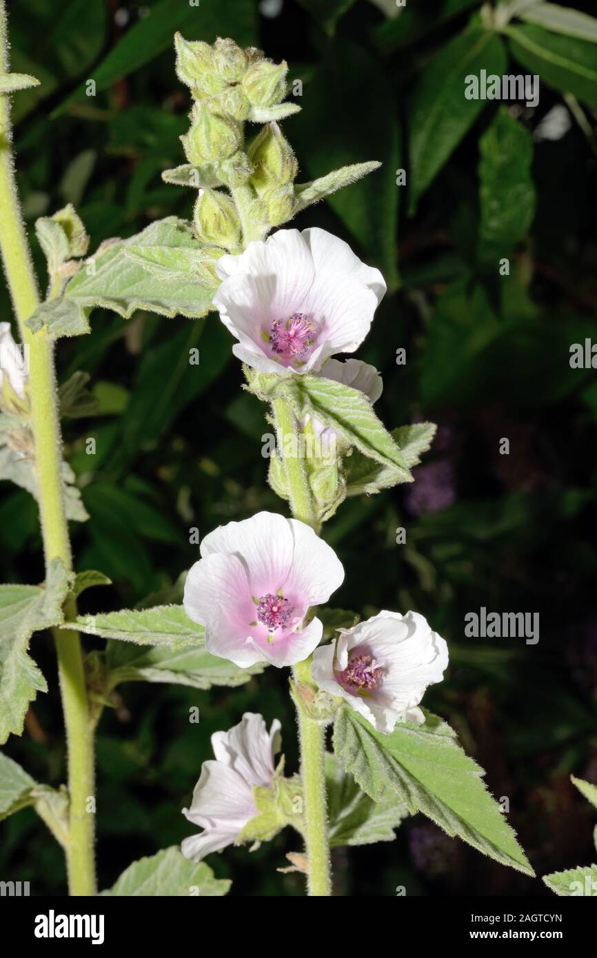 Althaea officinalis (marsh-malva) è indigeno di Europa, Asia occidentale e Africa settentrionale, cresce in condizioni salmastre e superiore di palude salata. Foto Stock