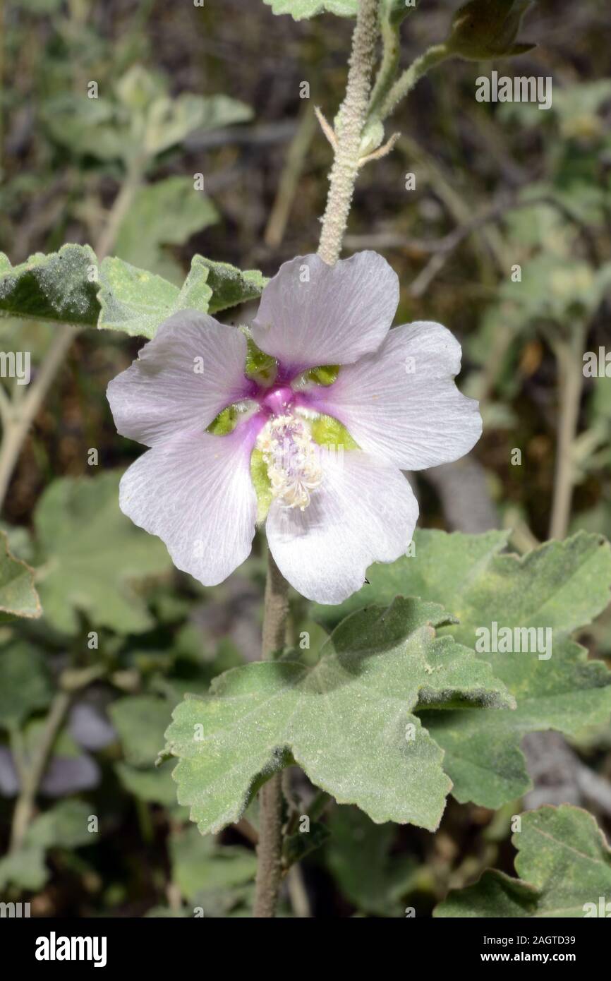 Malva subovata (macchia mediterranea malva) è un Mediterraneo specie costiere. Foto Stock
