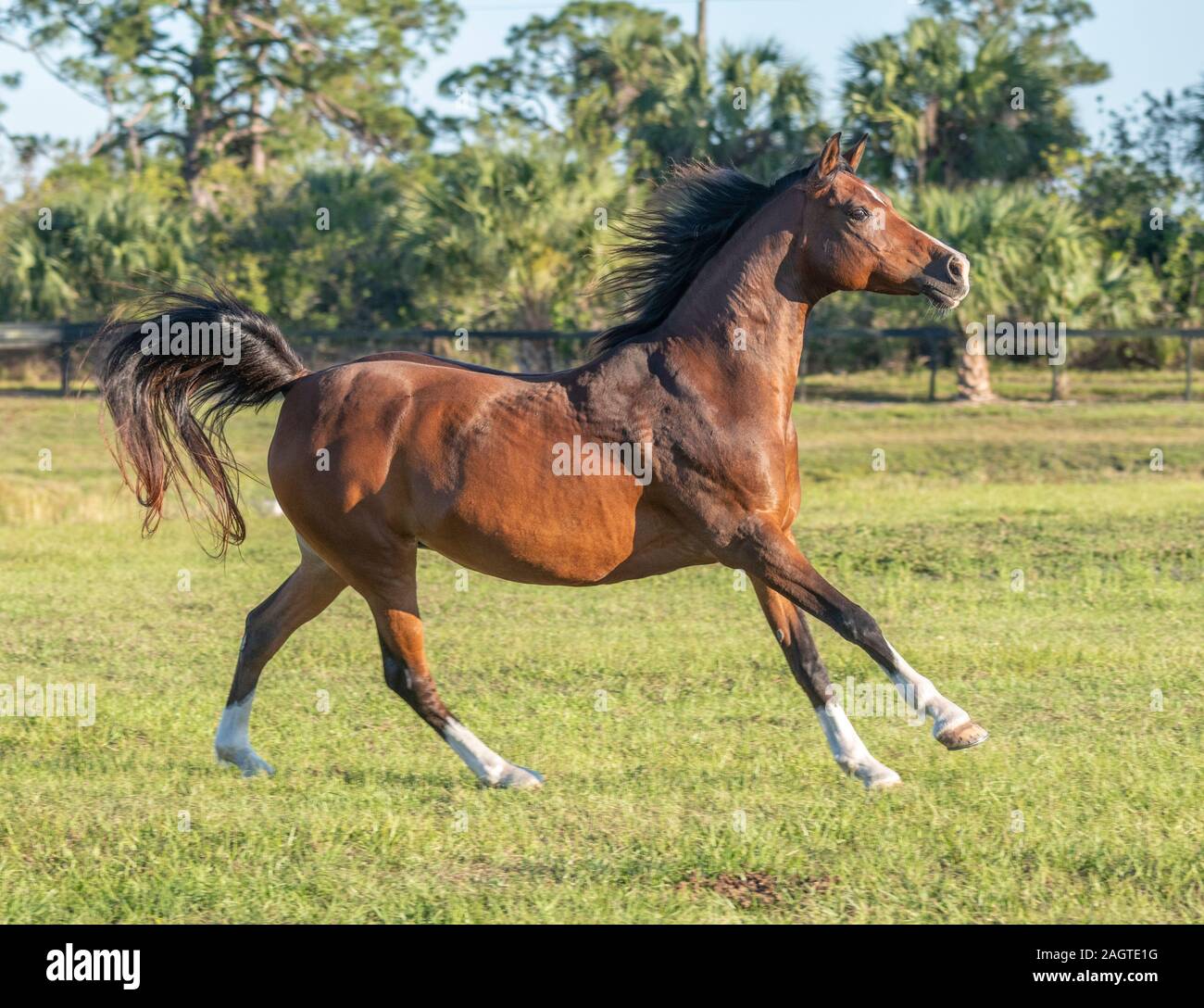 Esecuzione di Arabian Horse mare, 13 anni Foto Stock