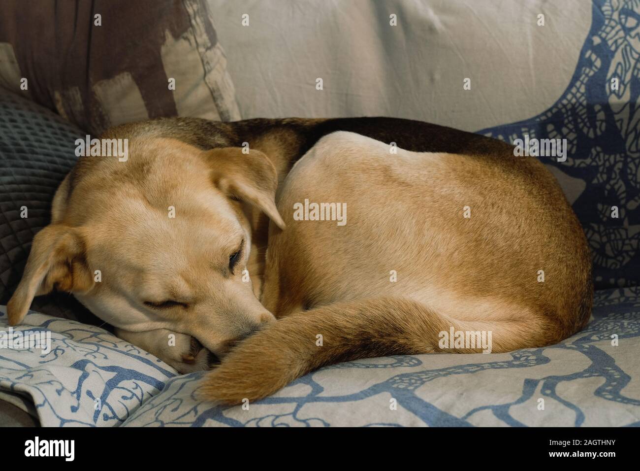Carino sleeping labrador cane ritratto, famiglia amore pet Foto Stock