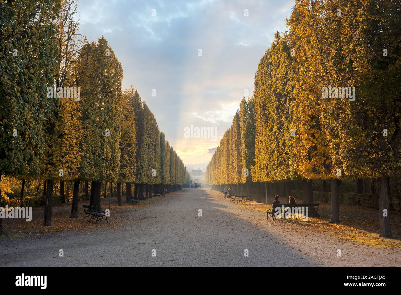 Vicolo regolarmente in parco di Schonbrunn (Schönbrunn) al tramonto del tempo. Vienna, Austria Foto Stock