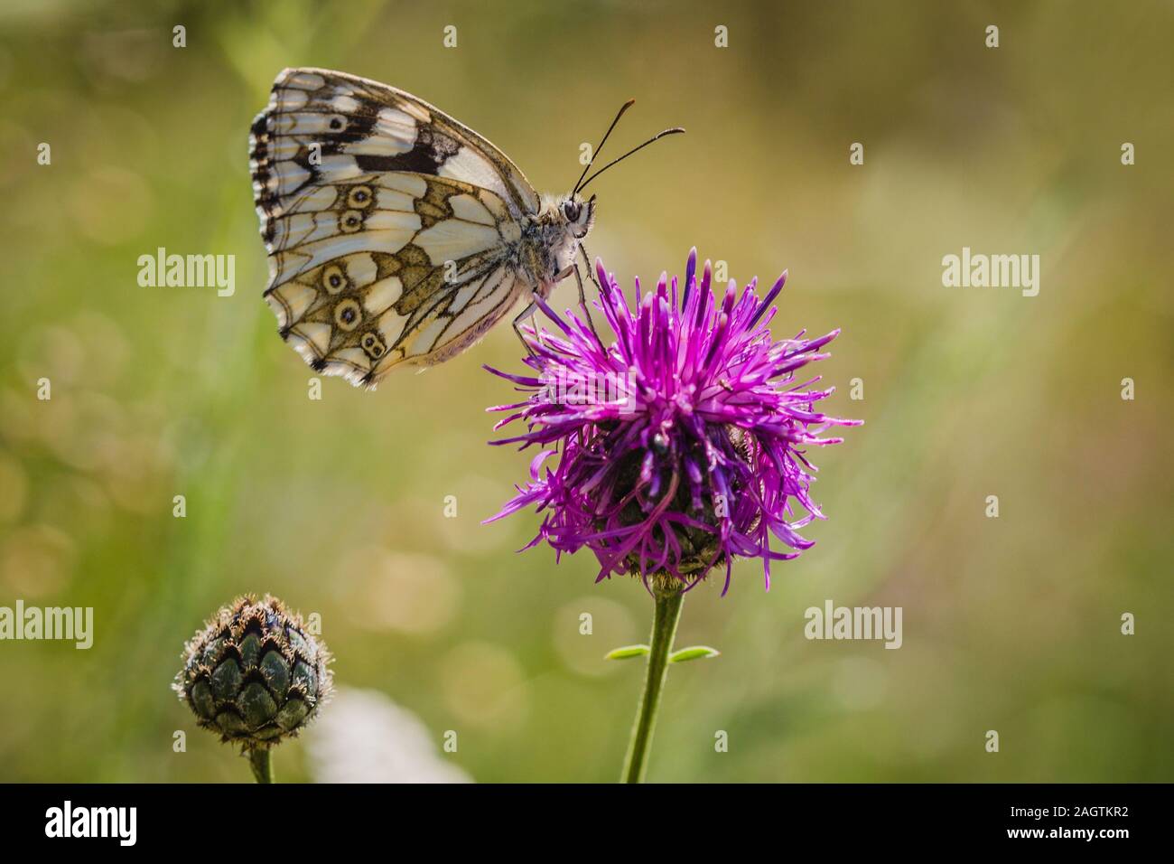 Femmina del bianco marmo farfalla posata su fiordaliso viola fiore su un estate giornata di sole. Sfocato sfondo verde. Foto Stock