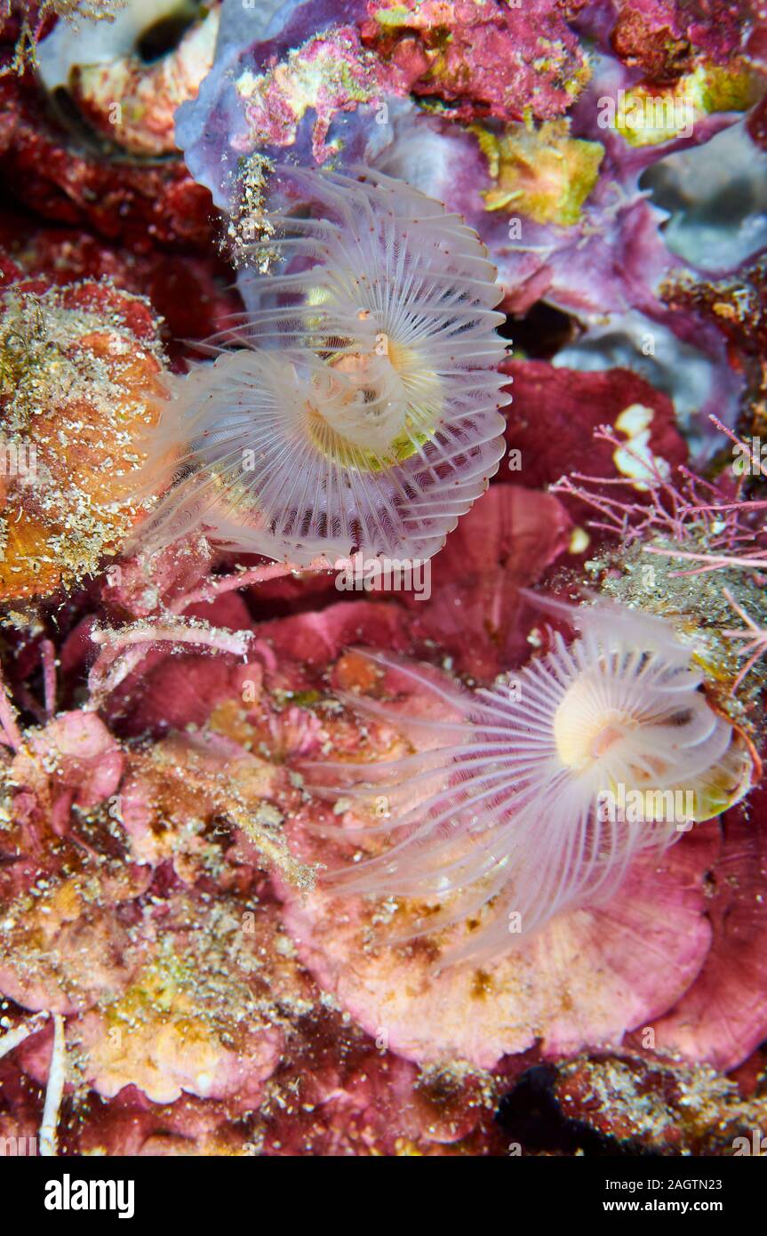 Tubo worm (Protula tubularia) su piastre di rosa (Mesophyllum lichenoides) incrostanti alghe di colore rosso nel Parco Naturale di Ses Salines (Formentera, Spagna) Foto Stock