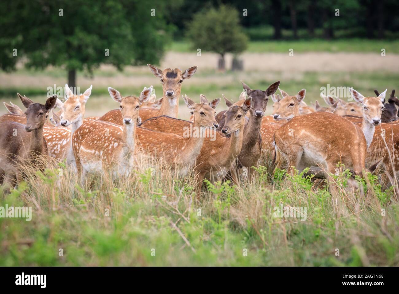 Mandria o gruppo di wild daini (DAMA DAMA) femmine (DOE) e giovani in erba e prato, in piedi, Richmond Park, Regno Unito Foto Stock