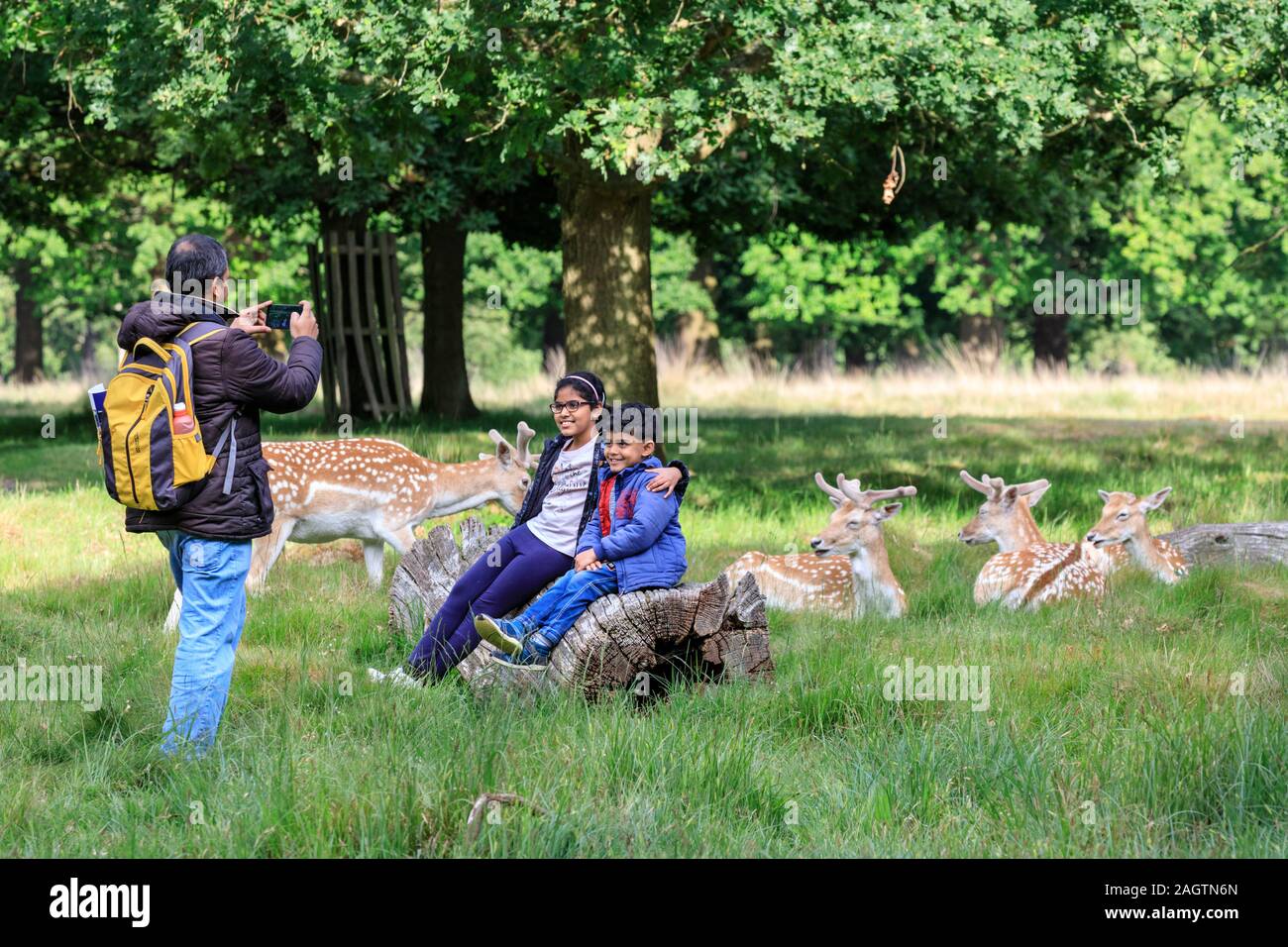 Un padre prende le immagini dei suoi figli con il Richmond Park cervi selvatici in appoggio vicino in background, Richmond, London, Regno Unito Foto Stock