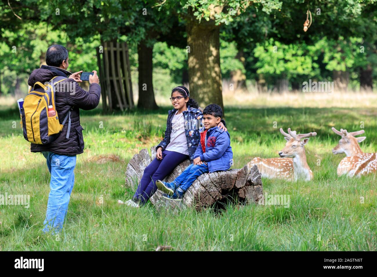Un padre prende le immagini dei suoi figli con il Richmond Park cervi selvatici in appoggio vicino in background, Richmond, London, Regno Unito Foto Stock
