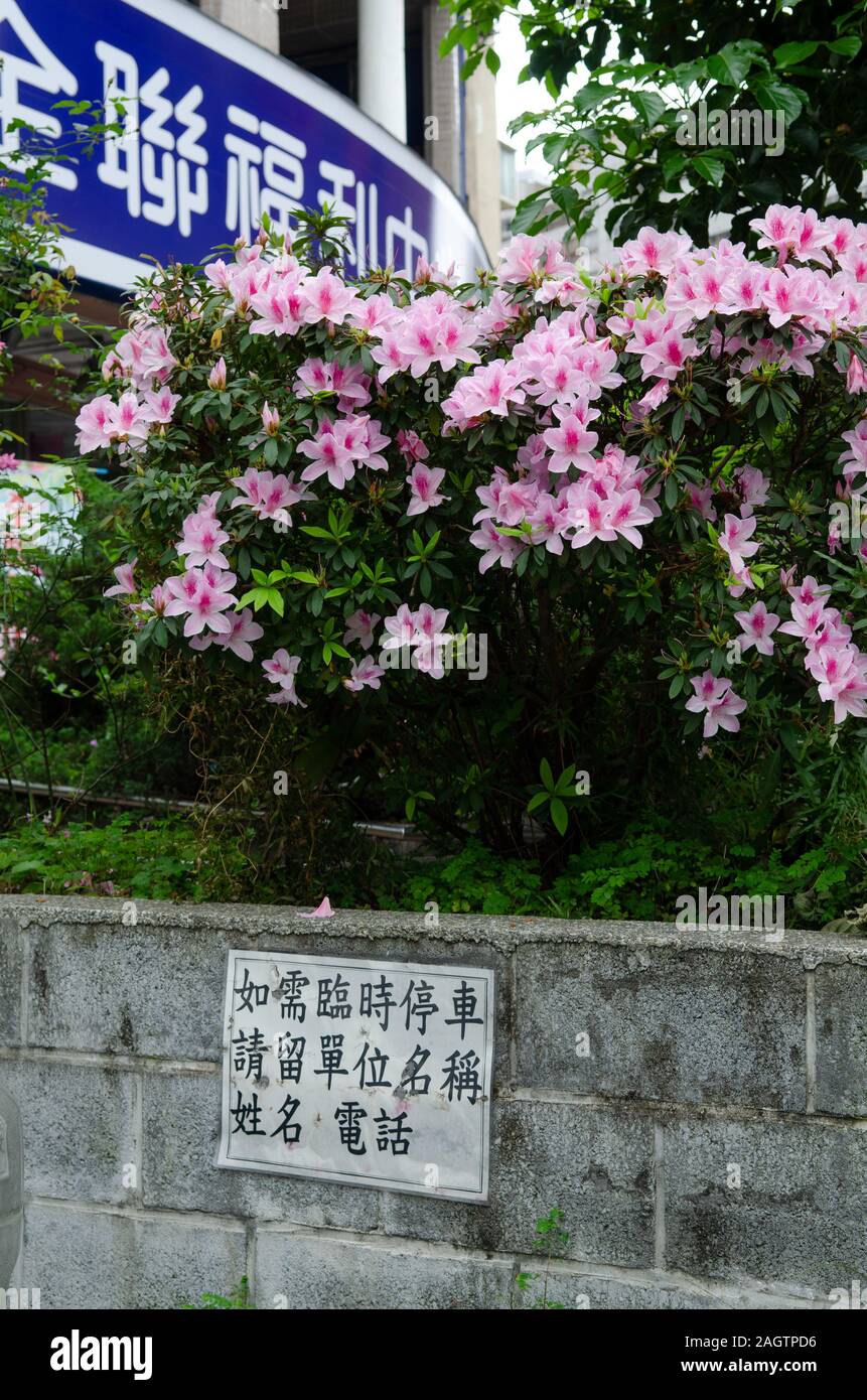 Fiori crescono in un piccolo giardino in una zona commerciale di Taipei, Taiwan Foto Stock