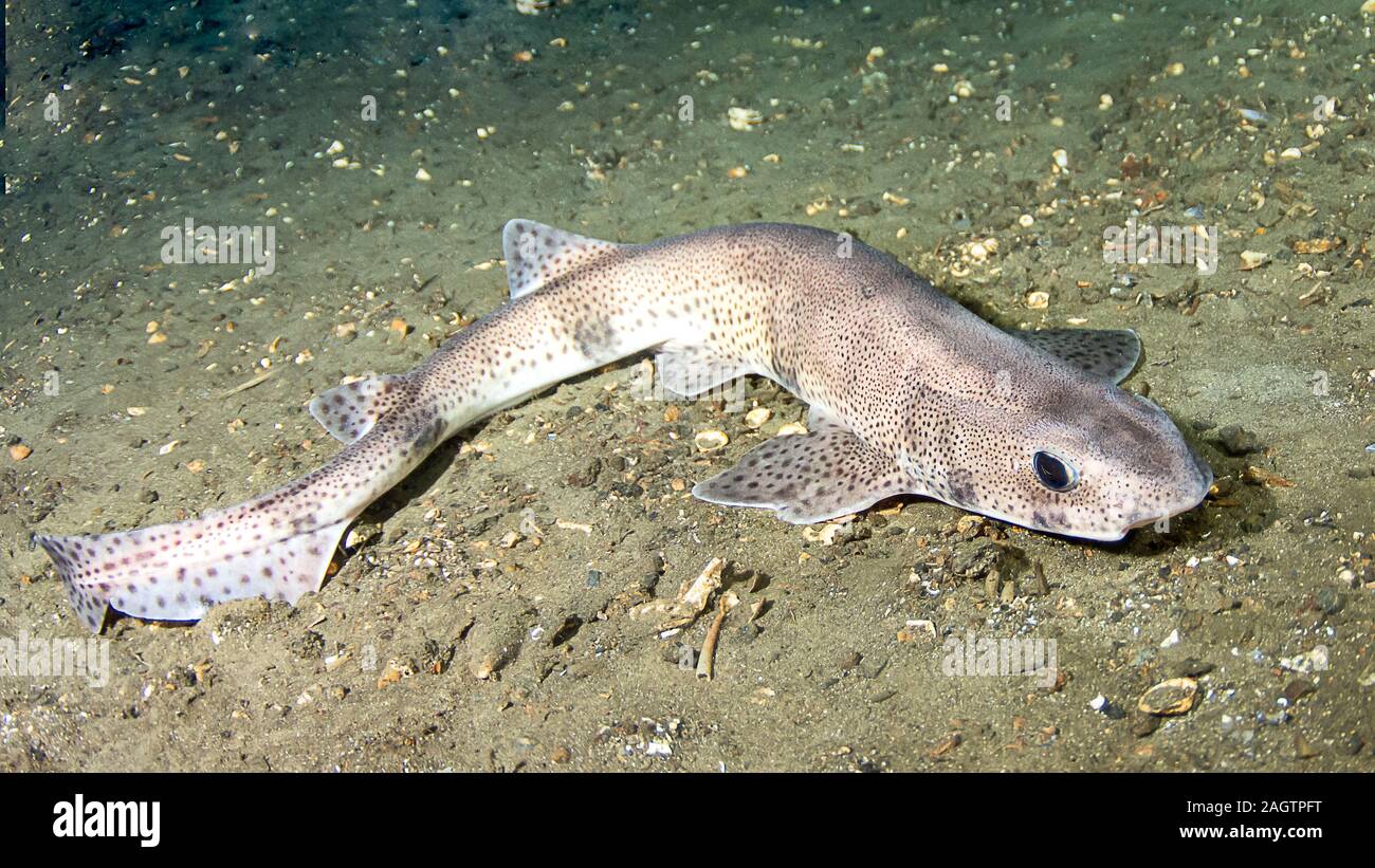 Piccole macchie gattucci (Scyliorhinus canicula) Foto Stock