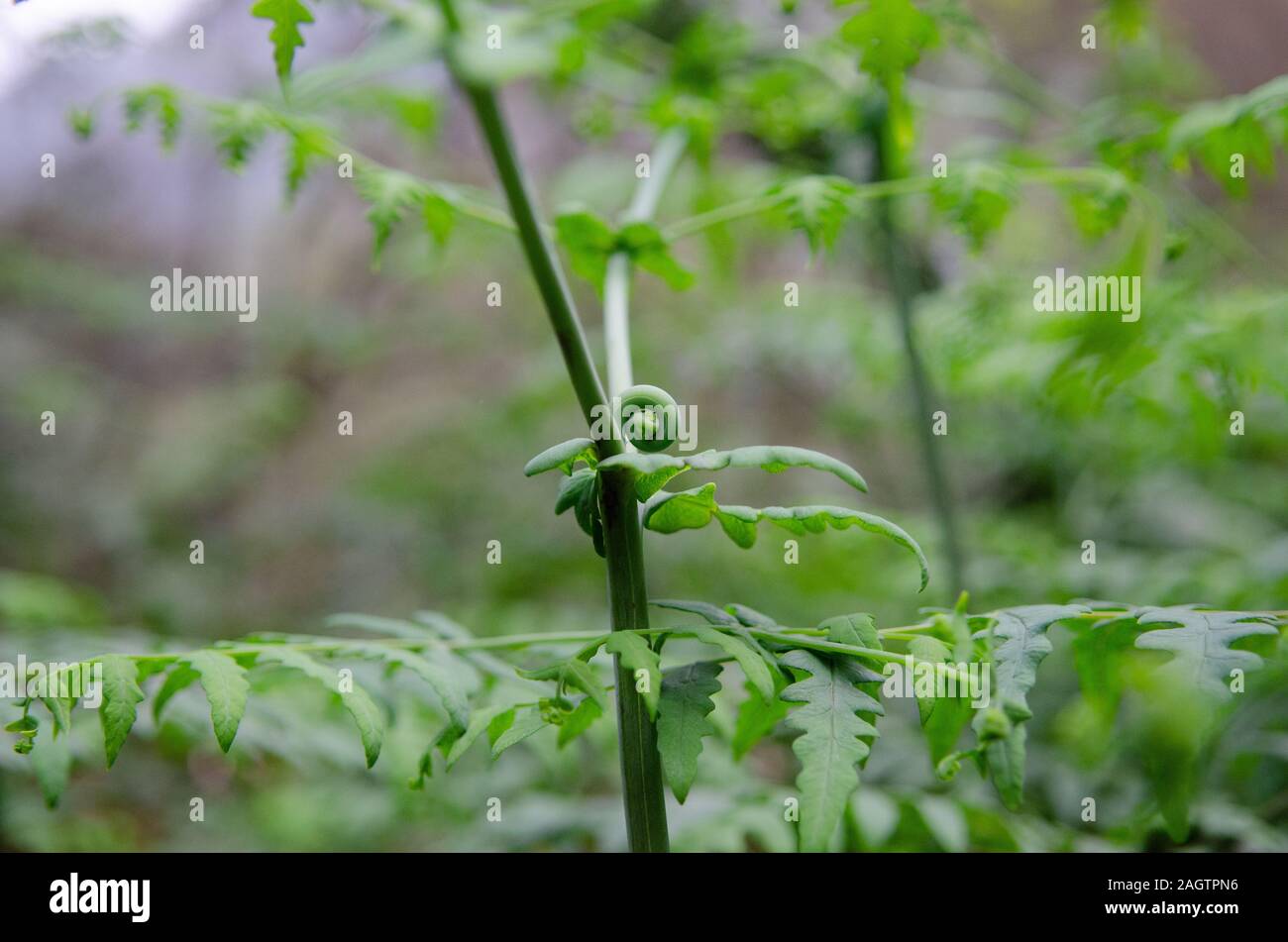 La spirale di una nuova crescita in una felce in Yangminghshan National Park in Taiwan Foto Stock