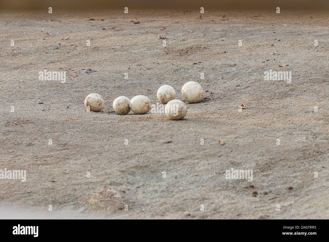 Uova di struzzo sono in piedi nel nido Foto Stock