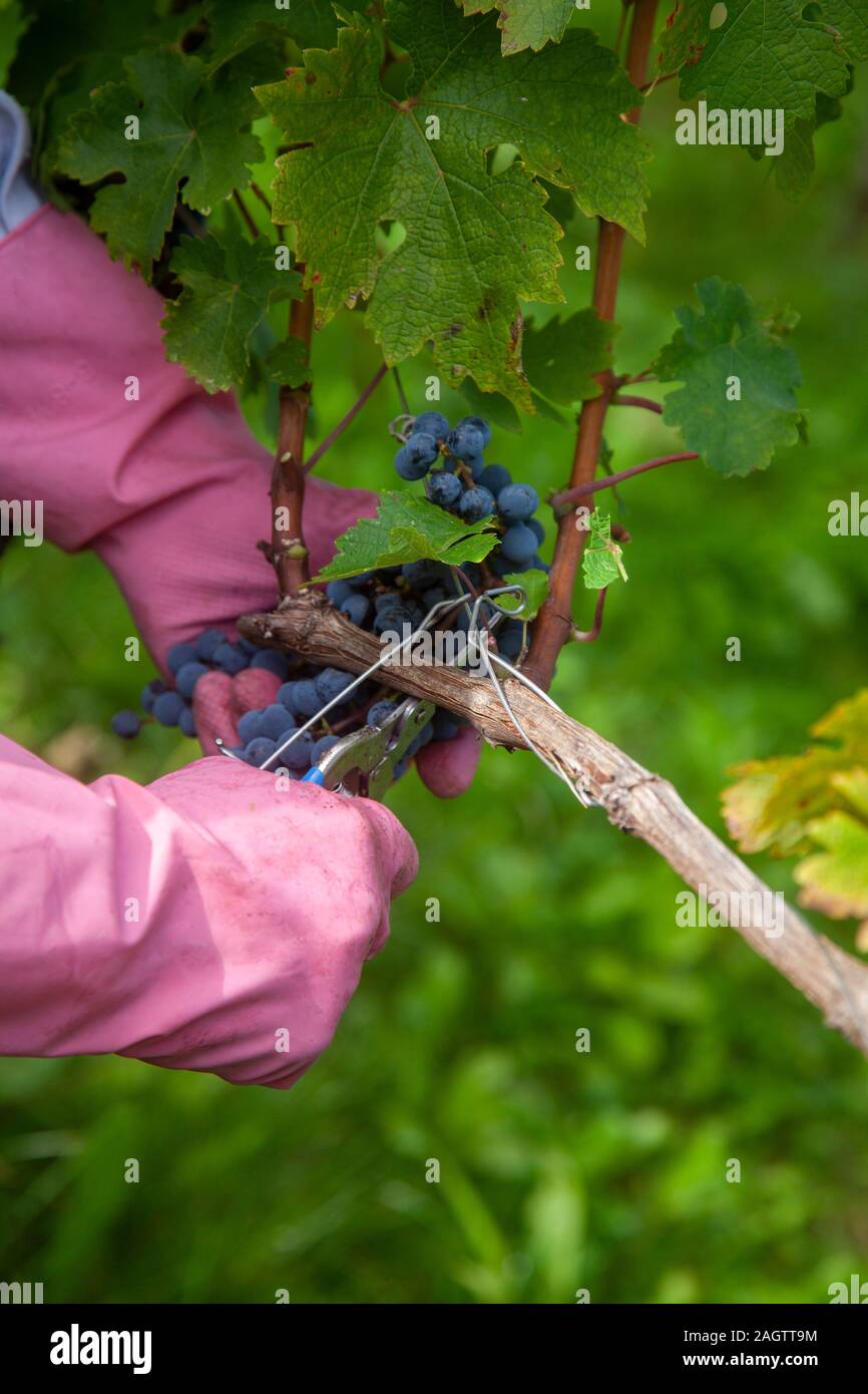 Dettaglio della raccolta di uva Merlot, uomo in rosa guanti di gomma taglia i grappoli di un cluster Foto Stock