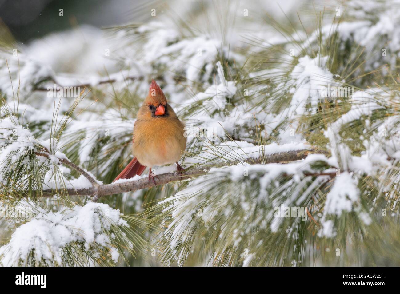 01530-22901 Cardinale settentrionale (Cardinalis cardinalis) femmina in pino in inverno la neve Marion Co. IL Foto Stock