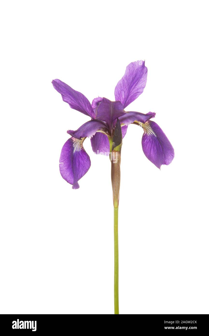 30099-00408 Bandiera Blu (Iris Iris versicolor) (tasto alto sfondo bianco) Marion Co. IL Foto Stock