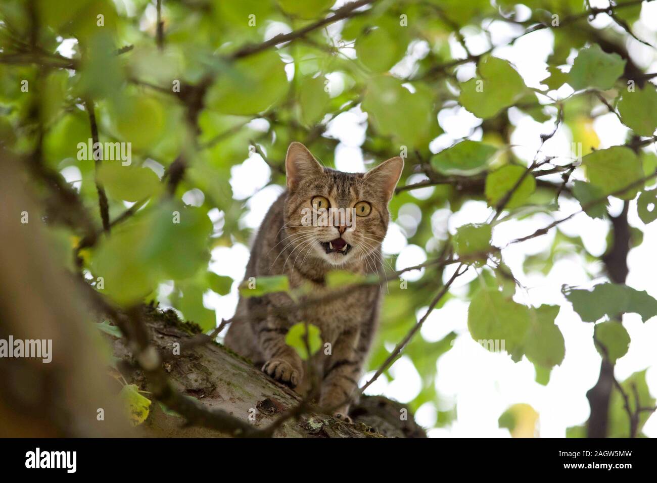 Cat In alto nella struttura ad albero della caccia Foto Stock