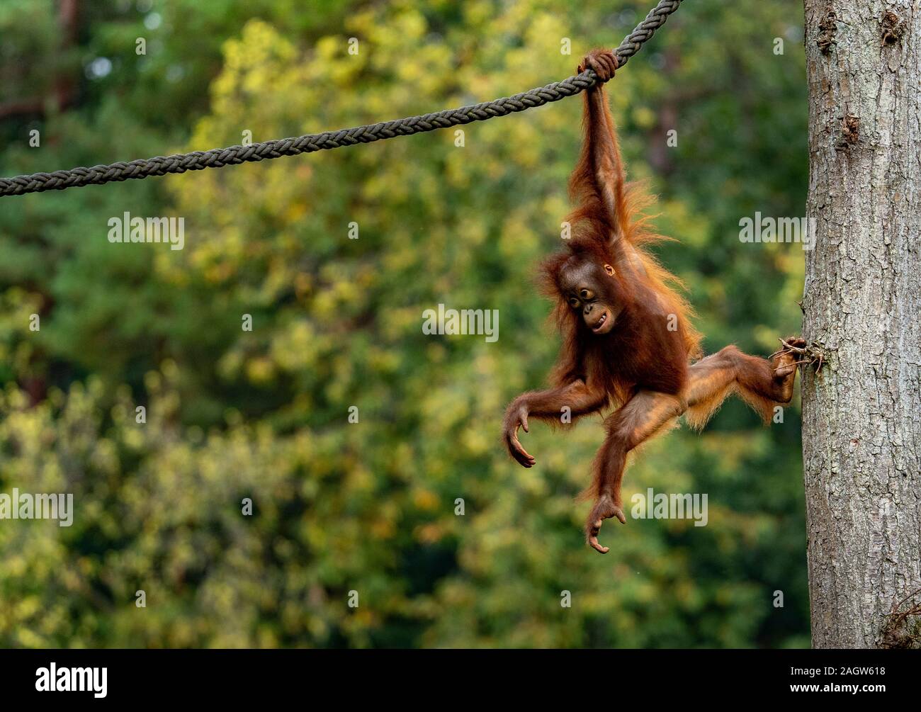 scimmia Foto Stock