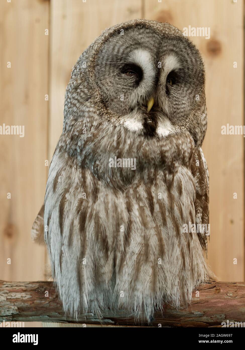 Ritratto di un grande gufo grigio addormentarsi Foto Stock