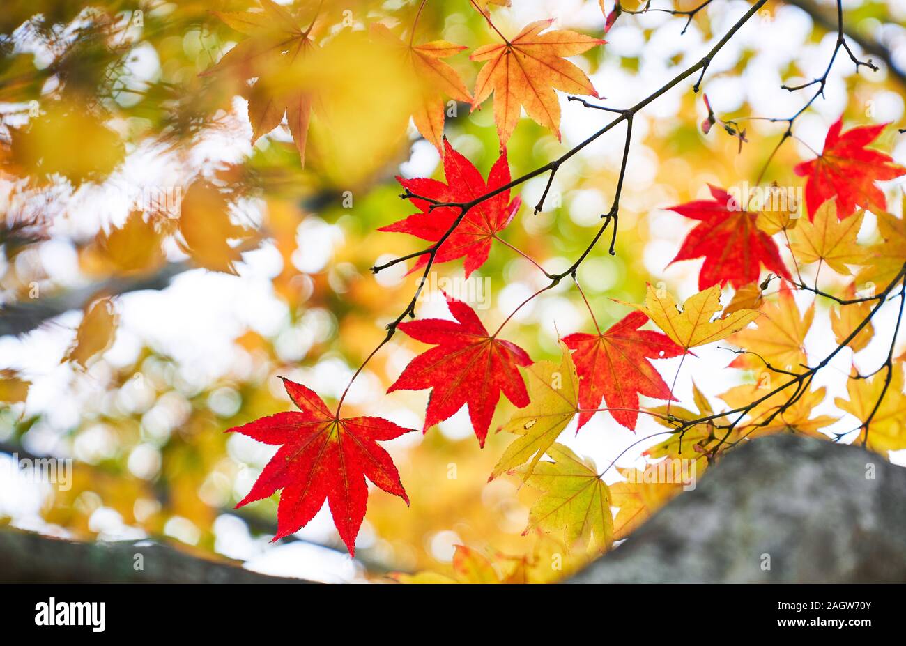 New Scenic 5 posti di rosso di foglie di acero in autunno per il tempo di viaggio Foto Stock