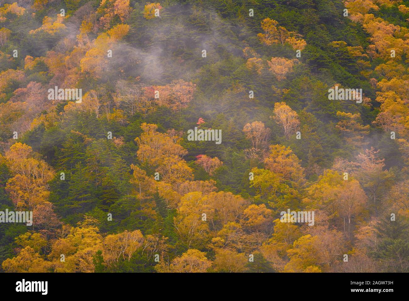 New Scenic 5 posti della stagione autunnale backgroun con albero colorato foglie sulla montagna Foto Stock