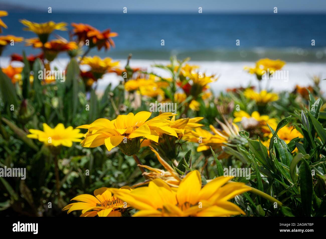 Fiori sulla spiaggia in una giornata di sole Foto Stock