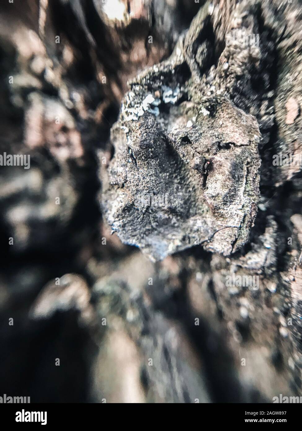 Incrinato corteccia di un vecchio albero close up macro sfondo texture Foto Stock
