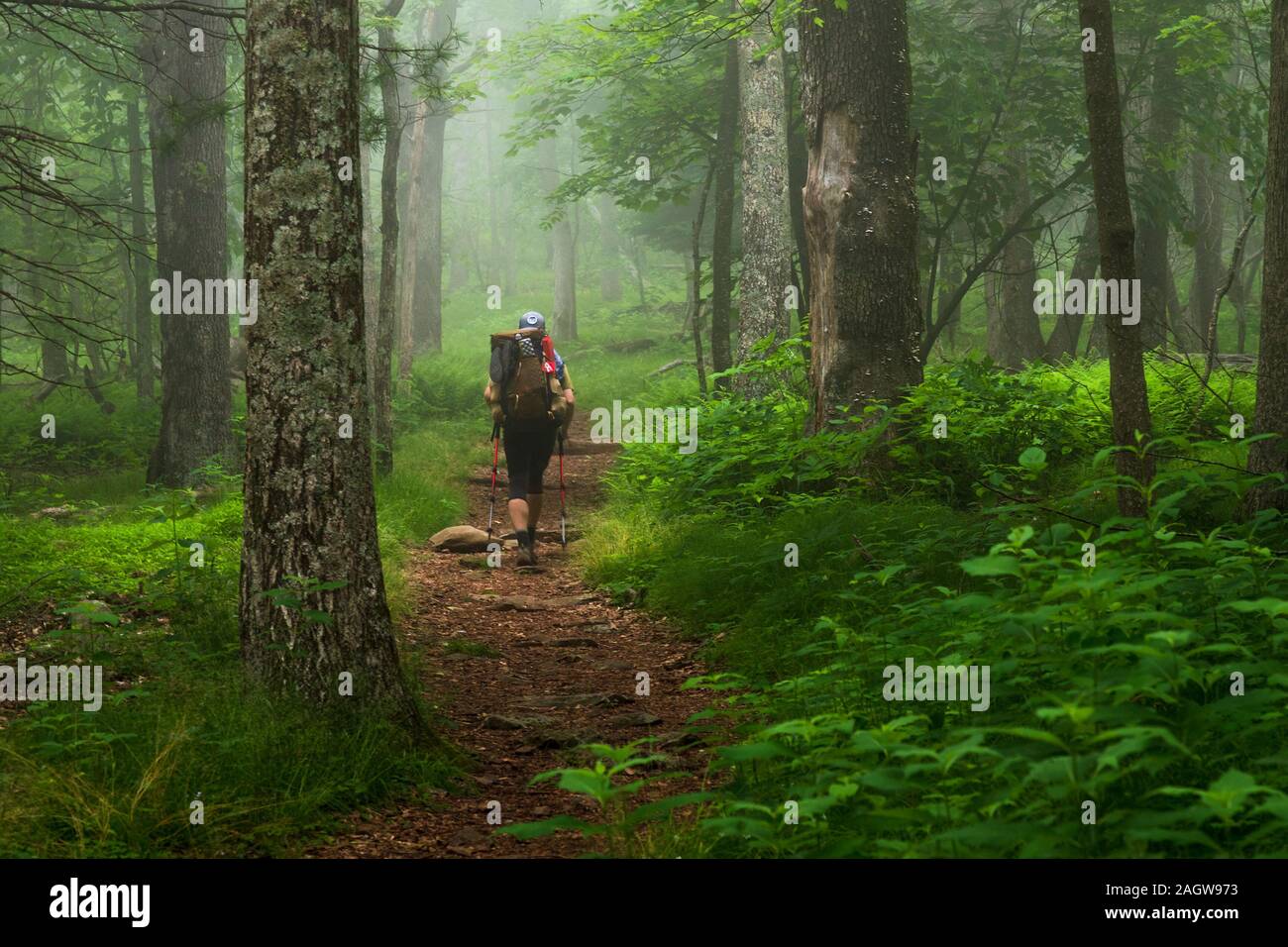 Un uomo escursionista trekking lungo l'Appalachian Trail attraverso il verde lussureggiante della foresta nel parco nazionale di Shenandoah, Virginia Foto Stock