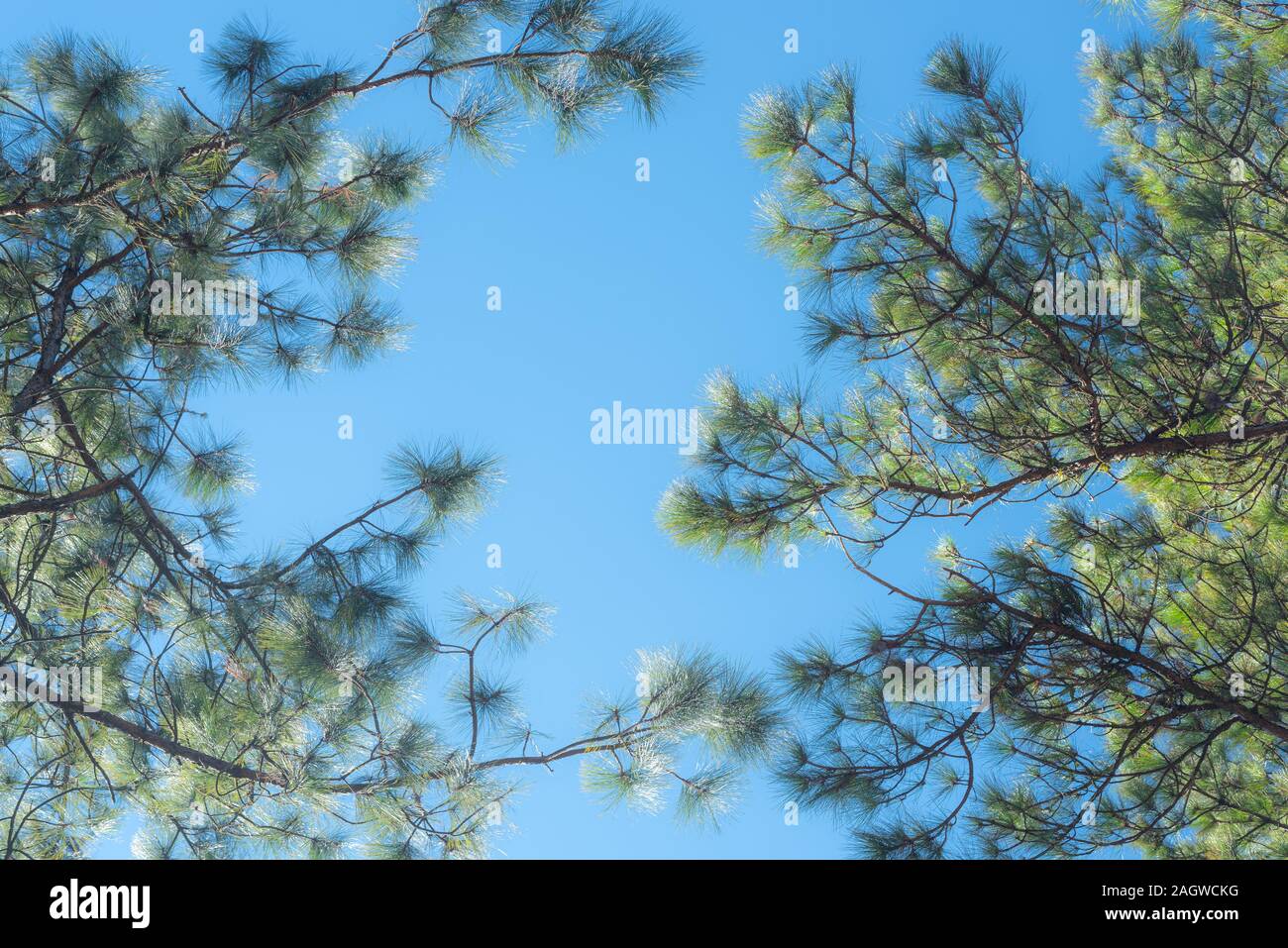 Verde foglie di pino con sfondo blu cielo Foto Stock