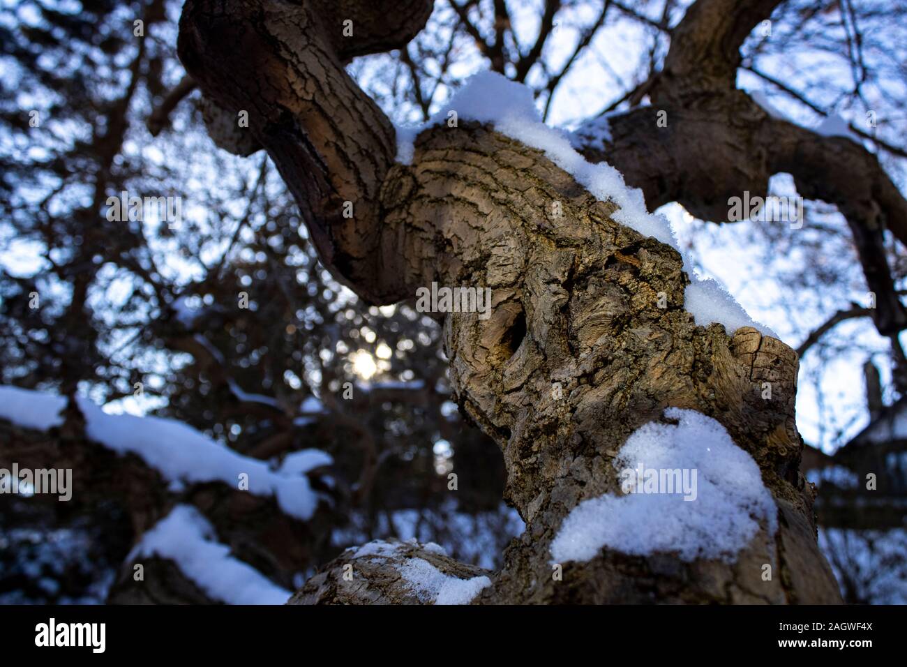 Albero coperto di neve con rami nudi in un pomeriggio d'inverno Foto Stock