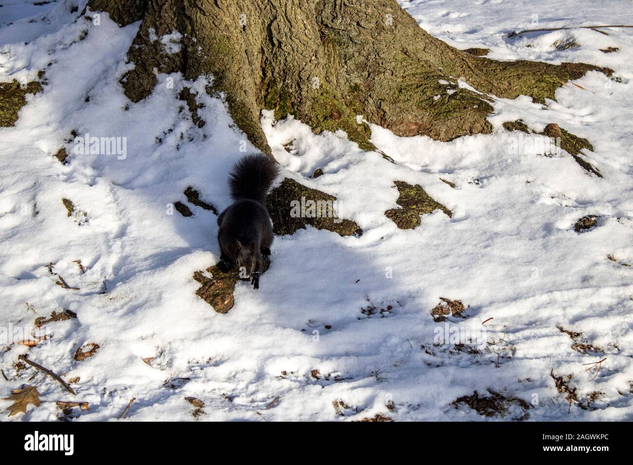 Scoiattolo nero vicino ad un albero in inverno Foto Stock