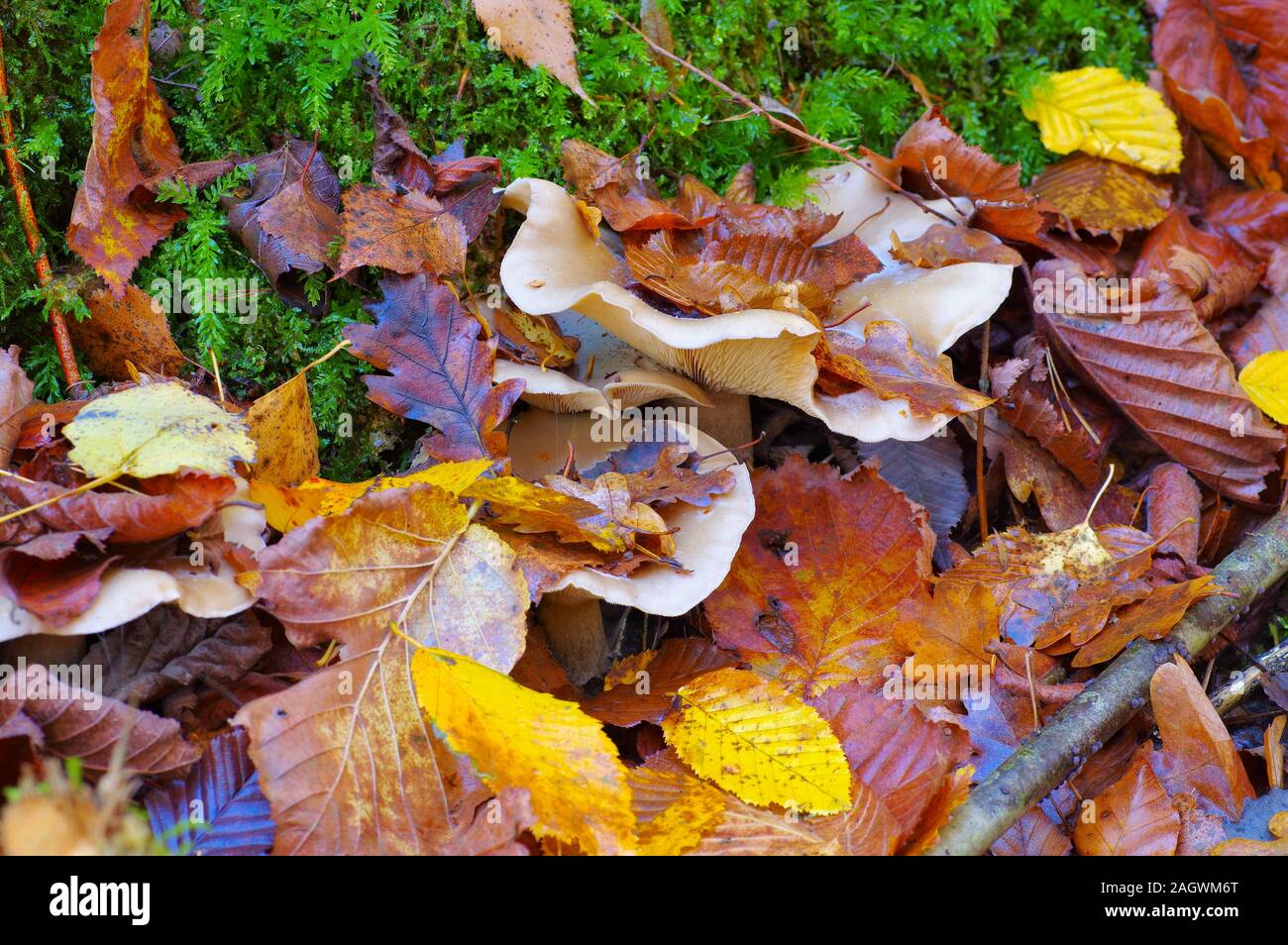Offuscato agaric o Clitocybe nebularis nella foresta di autunno Foto Stock