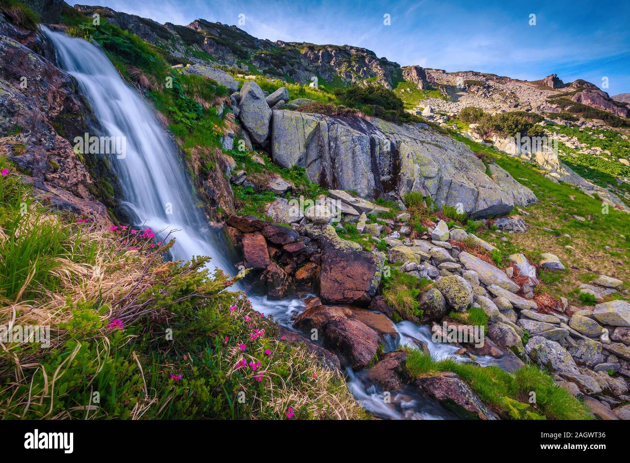 Estate pittoresco paesaggio alpino con mountain brook e sorprendente cascata alta. Rosa fiori di rododendro vicino alla cascata, Retezat montagne, C Foto Stock