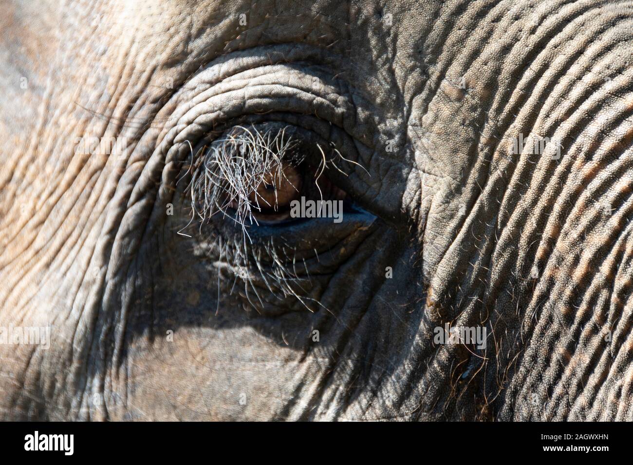 Gli elefanti vicino a Chiang Mai, Thailandia Foto Stock