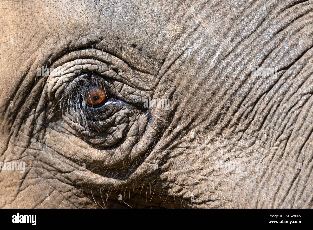 Elephant's eye, vicino a Chiang Mai, Thailandia Foto Stock