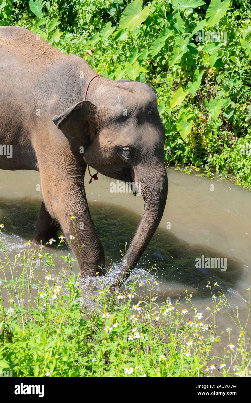 Elephant camminando nel fiume, vicino a Chiang Mai, Thailandia Foto Stock