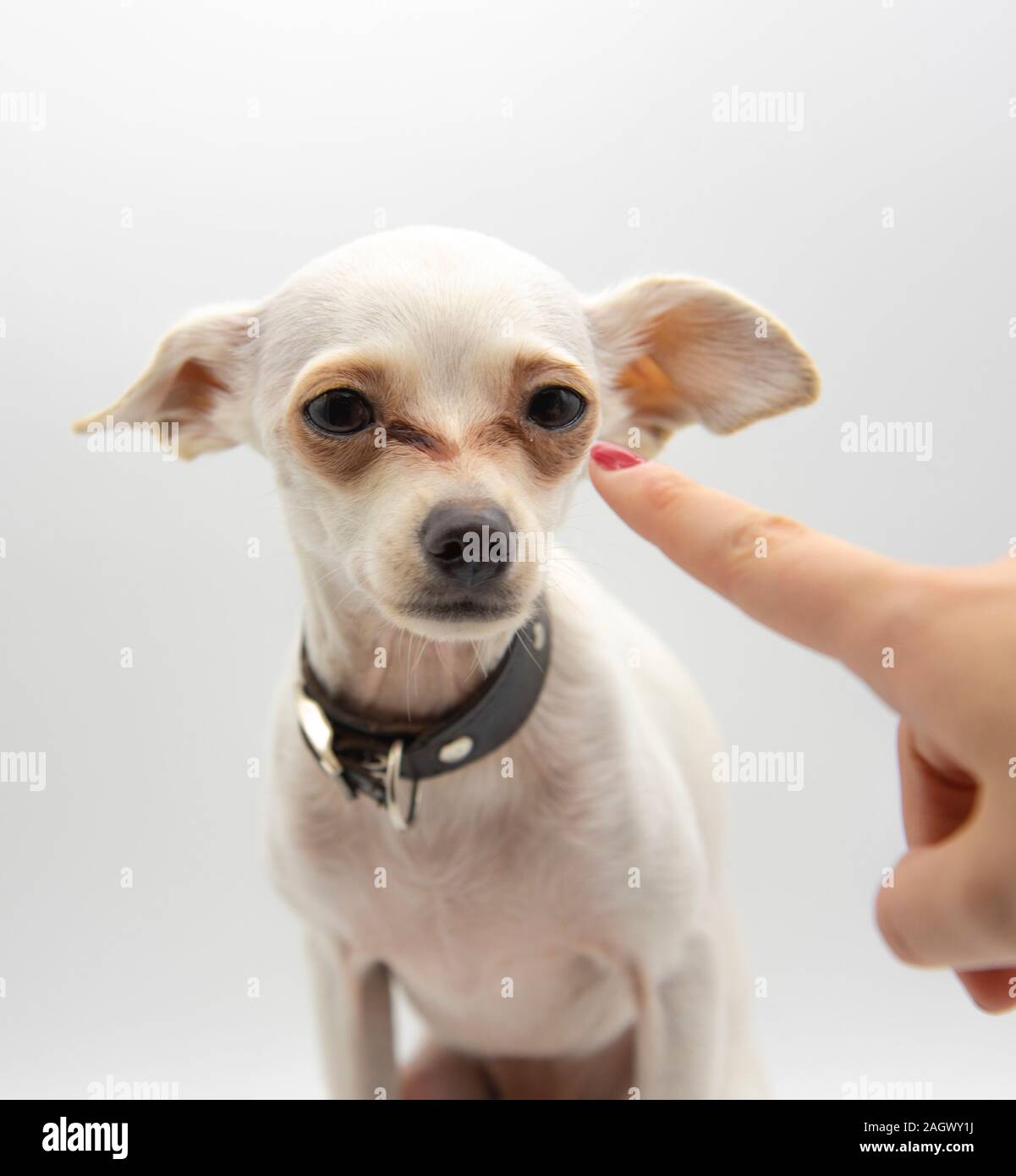 Un piccolo cane bianco, warily guarda al dito per raggiungere il suo naso. Foto Stock