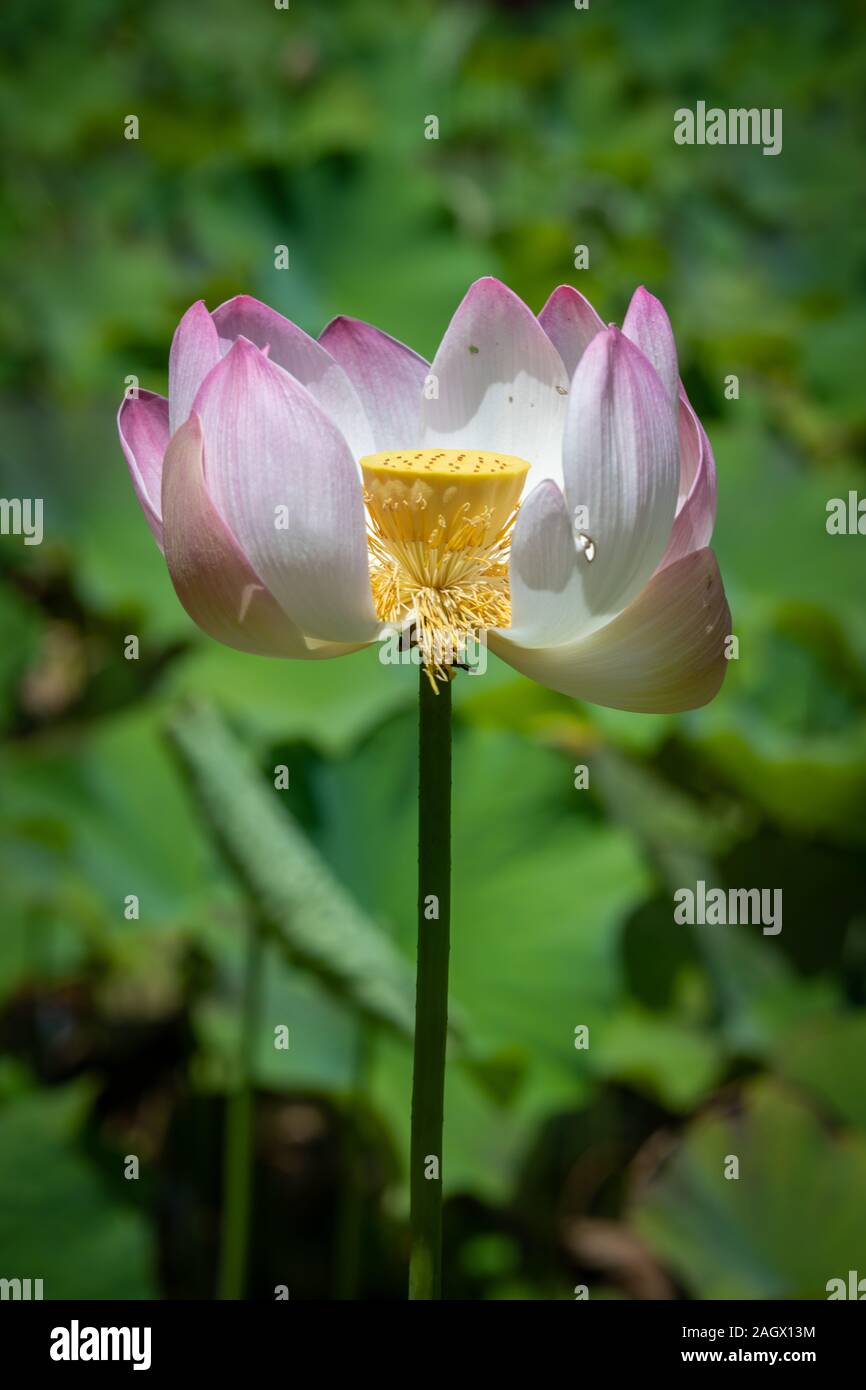 Fiore di loto e testa di sementi Foto Stock