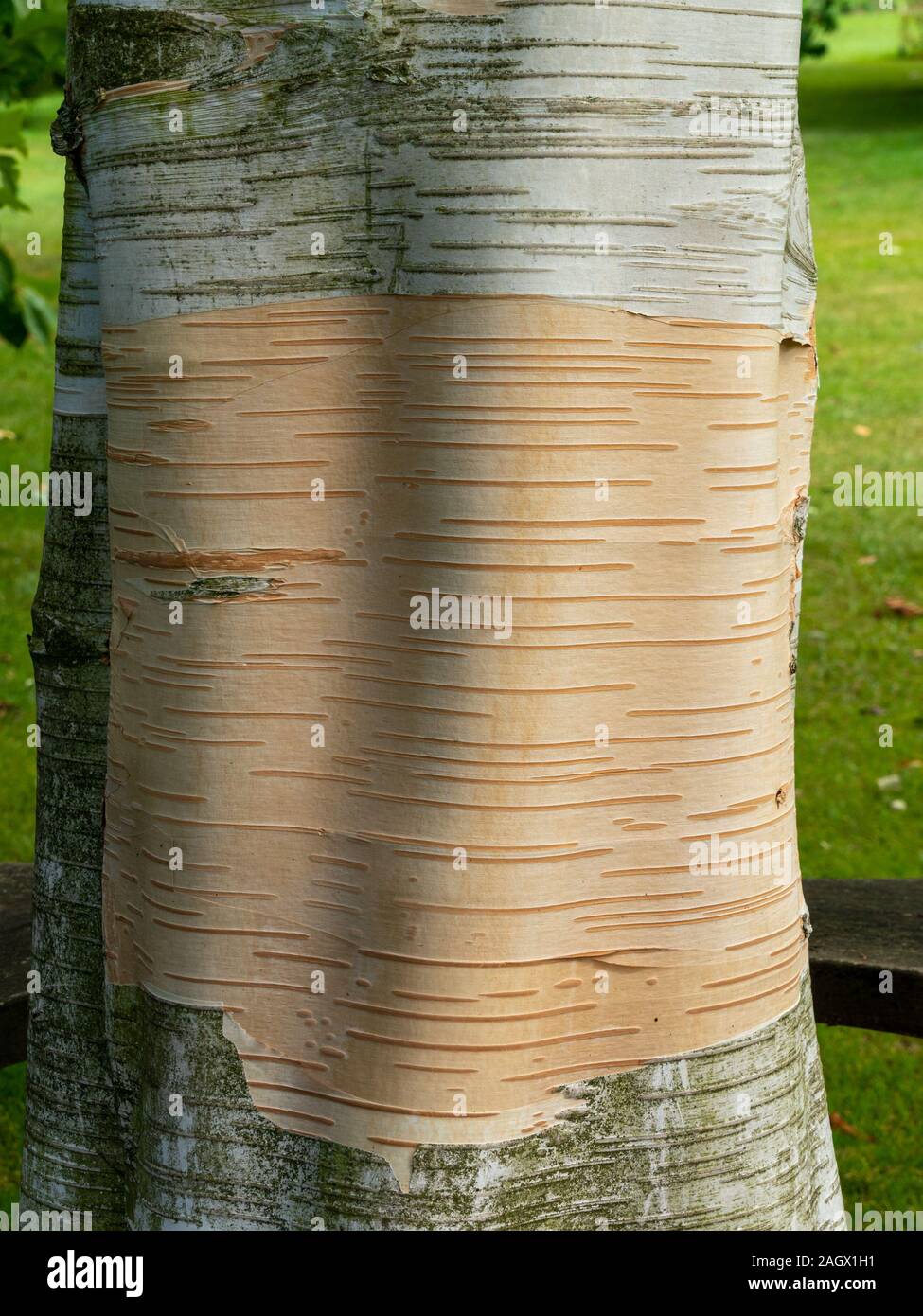 Primo piano della pelatura Bianco / argento corteccia sul tronco di Betula utilis jacquemontii 'Sora Queen' Himalayan Betulla nel giardino del Regno Unito. Foto Stock