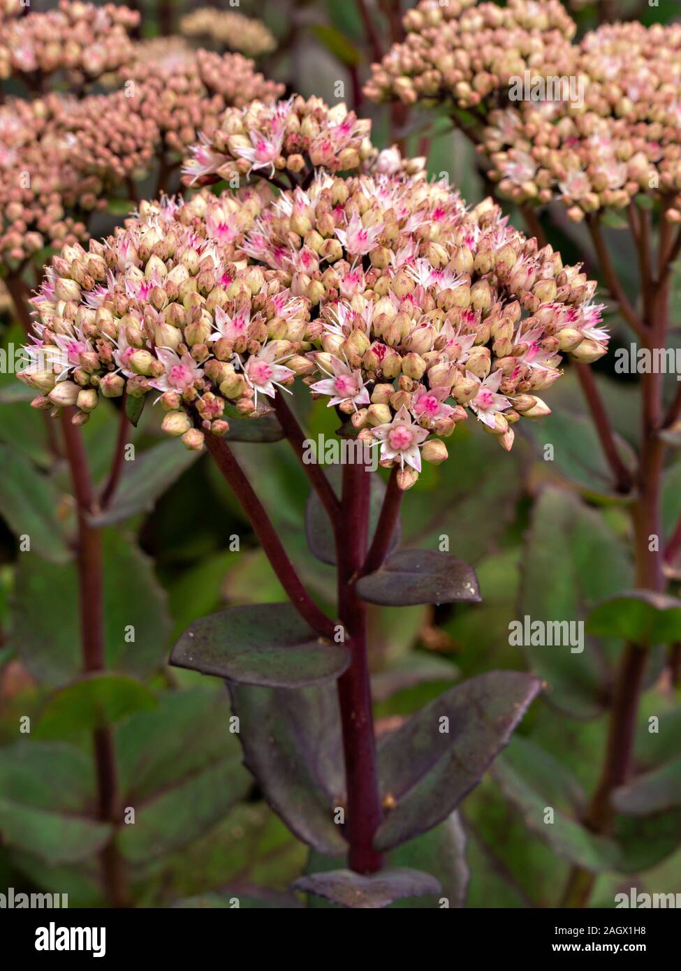 Pink Sedum Telephium "Joyce Henderson" fiori e steli di fiori che crescono in giardino, agosto, Inghilterra, Regno Unito Foto Stock