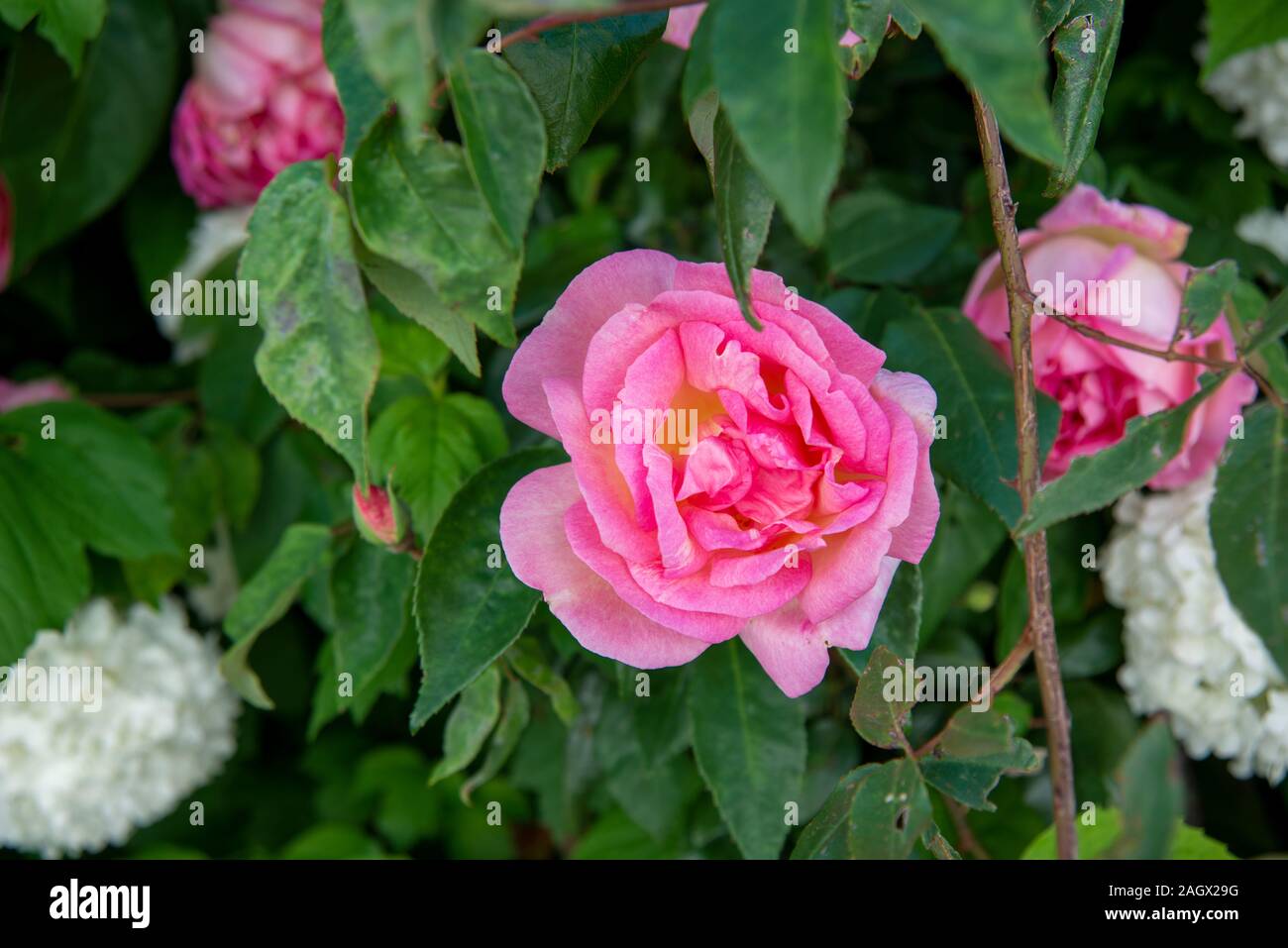 Nahaufnahme einer blühenden rosa Rose Foto Stock