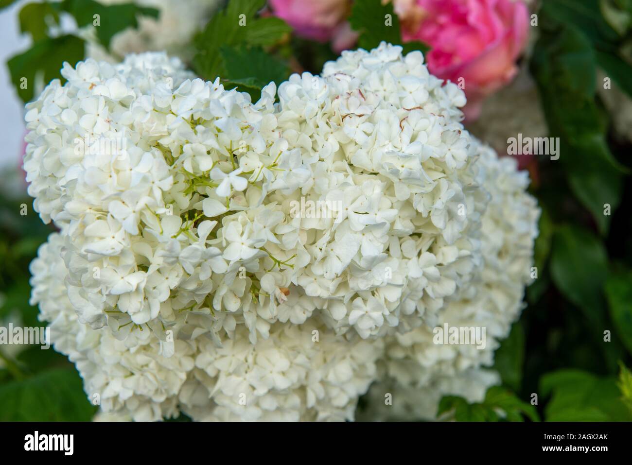 Nahaufnahme einer weiß blühenden Blume Foto Stock