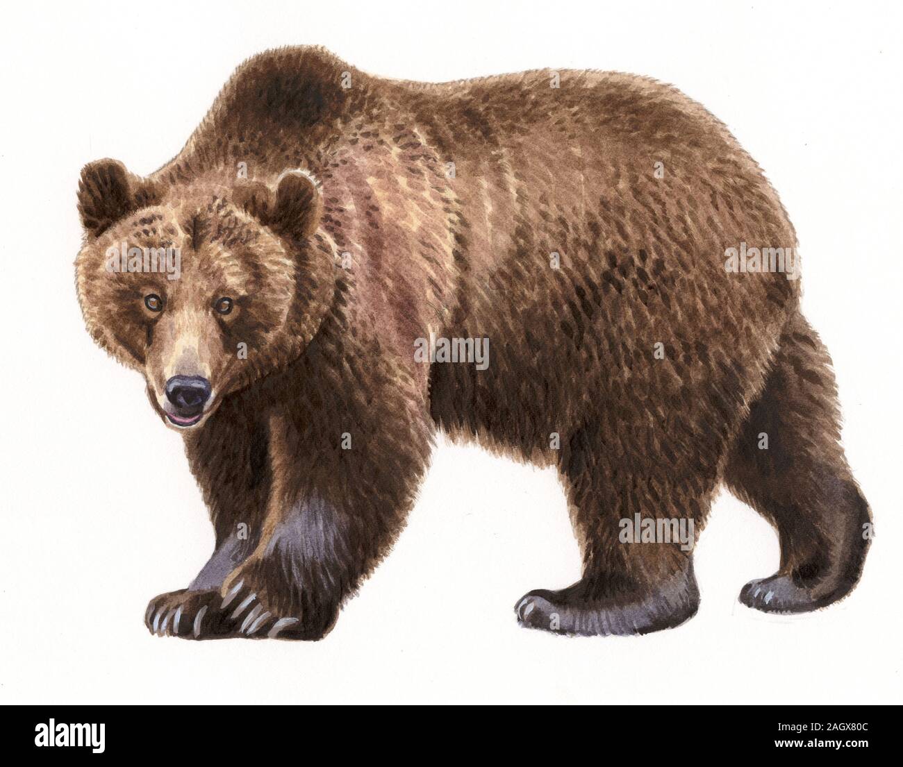Unione l'orso bruno (Ursus arctos) Foto Stock