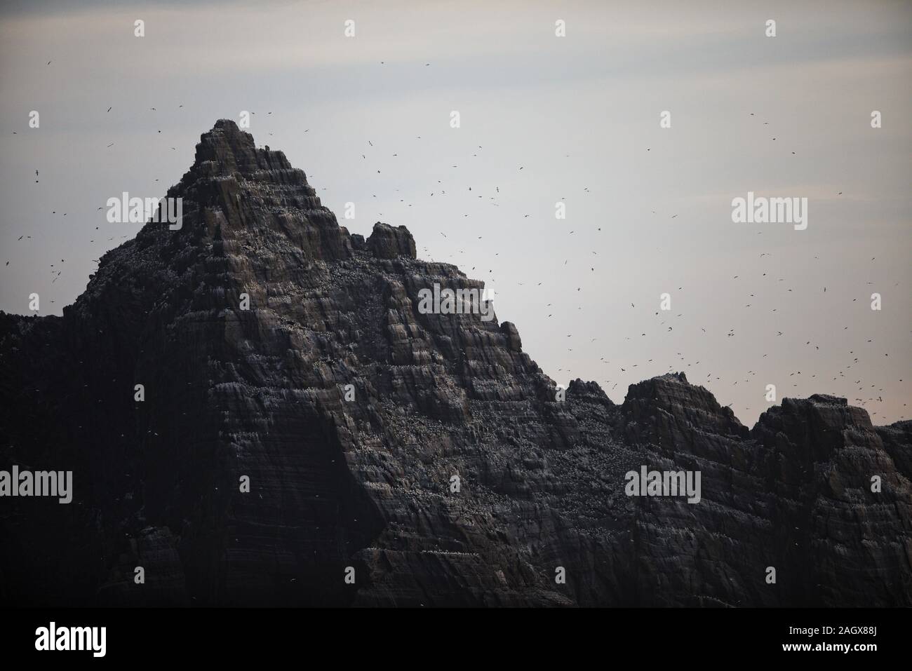Il gannet colonia su Little Skellig nella Contea di Kerry, Irlanda Foto Stock